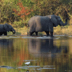 Okavango Delta, Moremi Wildlife
