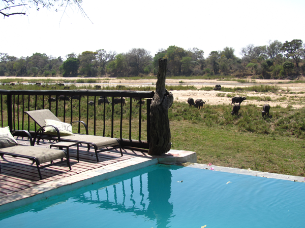 Buffalo Outside the Umkumbe Safari Lodge