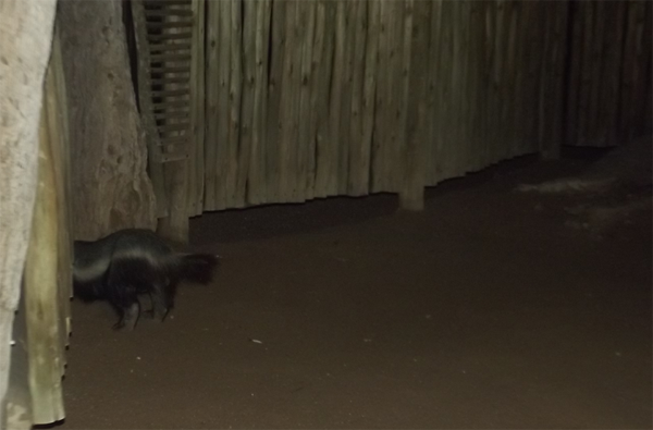 Honey badger at night