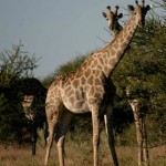 Sango Wildlife - Giraffe