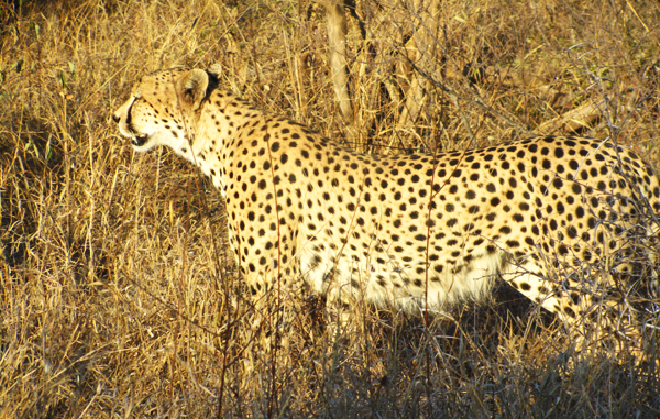Leopard Stalking its Prey