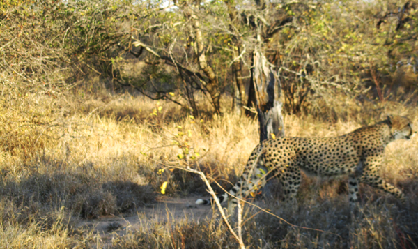 Chasing Steenbok