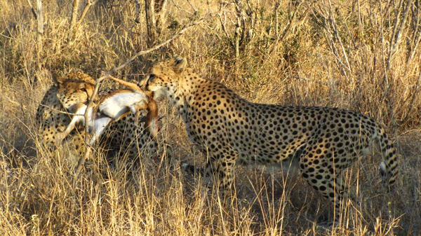 Cheetah With the Kill