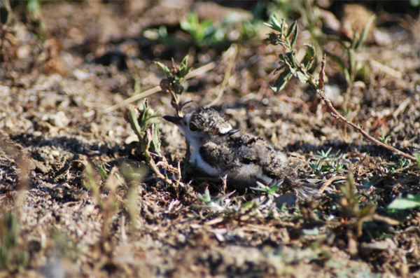The Double Banded Plover Chick