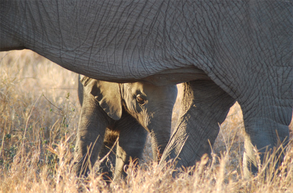 Elephant Calf Spotted on Game Drive