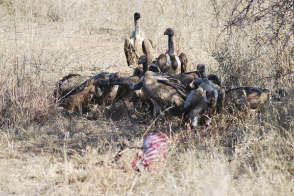 Vultures Feasting on a Kill
