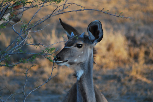 Young Kudu Bull with Horns