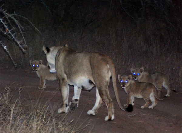 Ross Pride Lion Cubs of the Klaserie