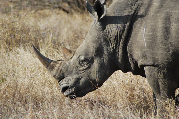 Rhino Spotting in the Klaserie