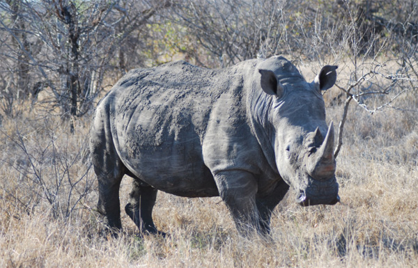 The Mud Covered Rhino