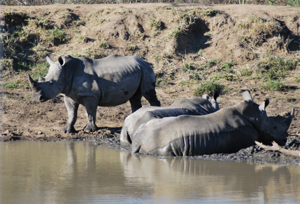 Wallowing Rhinos in the Mud