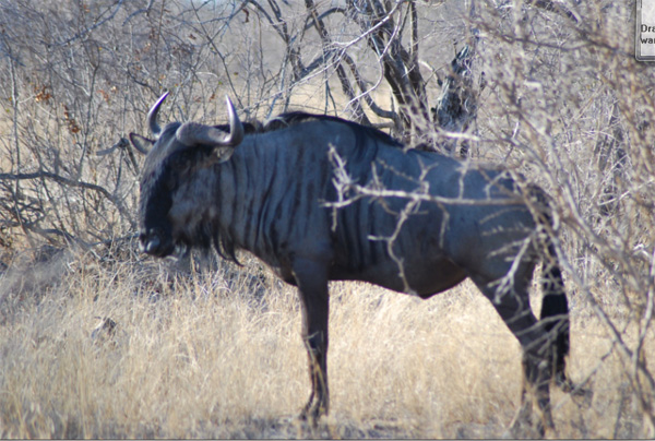 Wildebeest Spotted on Safari