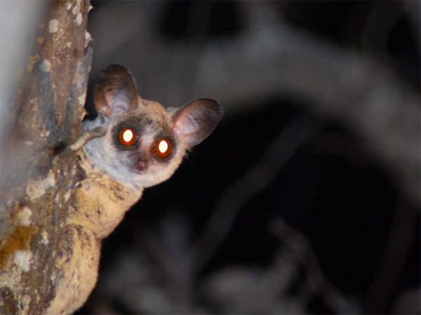 Bushbaby Spotted on an nThambo Game Drive