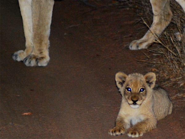 Klaserie Lion Cubs