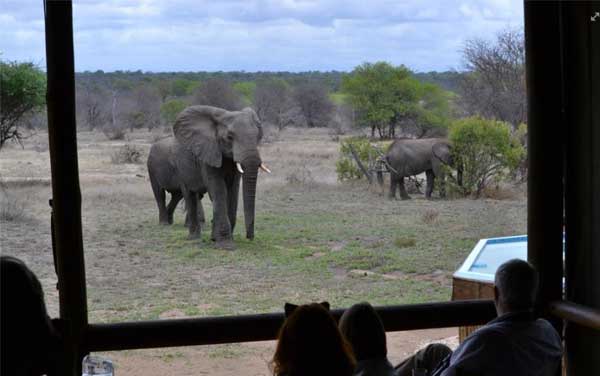 Eating Breakfast While Watching Elephants