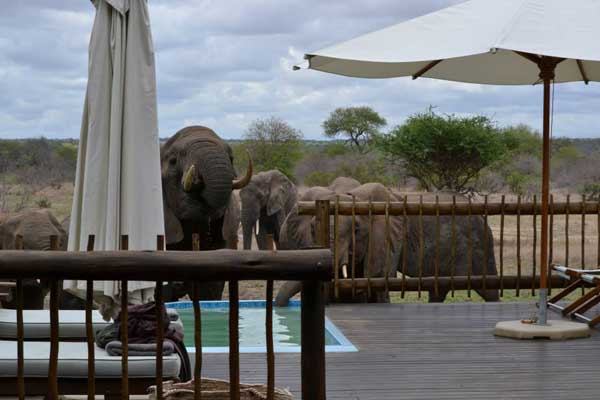 Elephants Drinking at the nThambo Swimming Pool