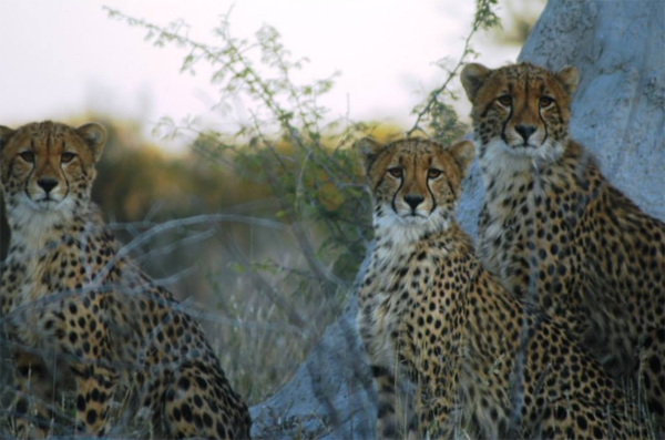 Cheetahs of the Kalahari