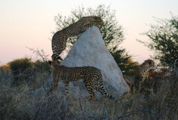 Kalahari Cheetah Climbing a Termite Mound 