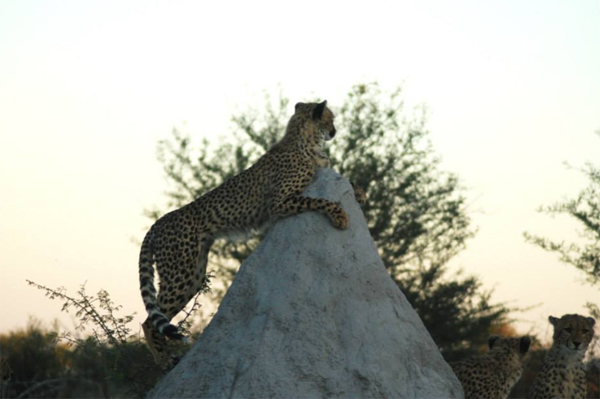Cheetah Climbing a Termite Mound