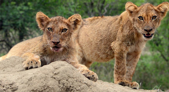 Ross Pride Lion Cubs