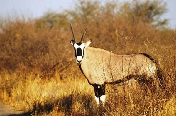 The Kalahari Gemsbok (Oryx)