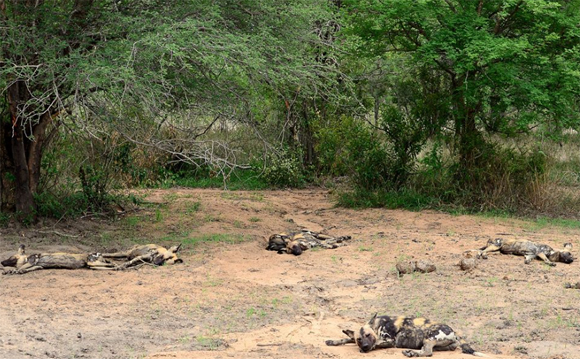 Wild Dogs in the Klaserie Camps