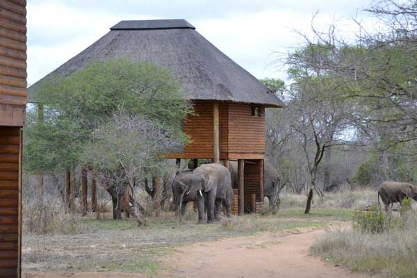 Elephant Spotted at nThambo