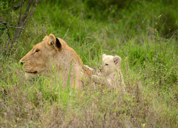 White lion cub in the Klaserie - photo by Darryn Murray