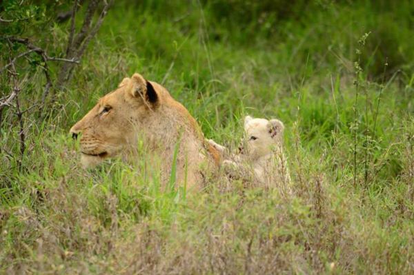 Lion cubs int he Klaserie