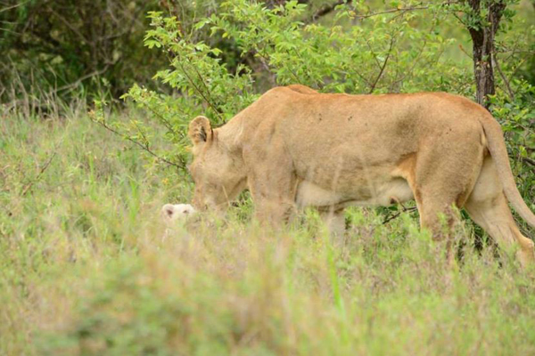 New white lion cub born into the Ross Pride