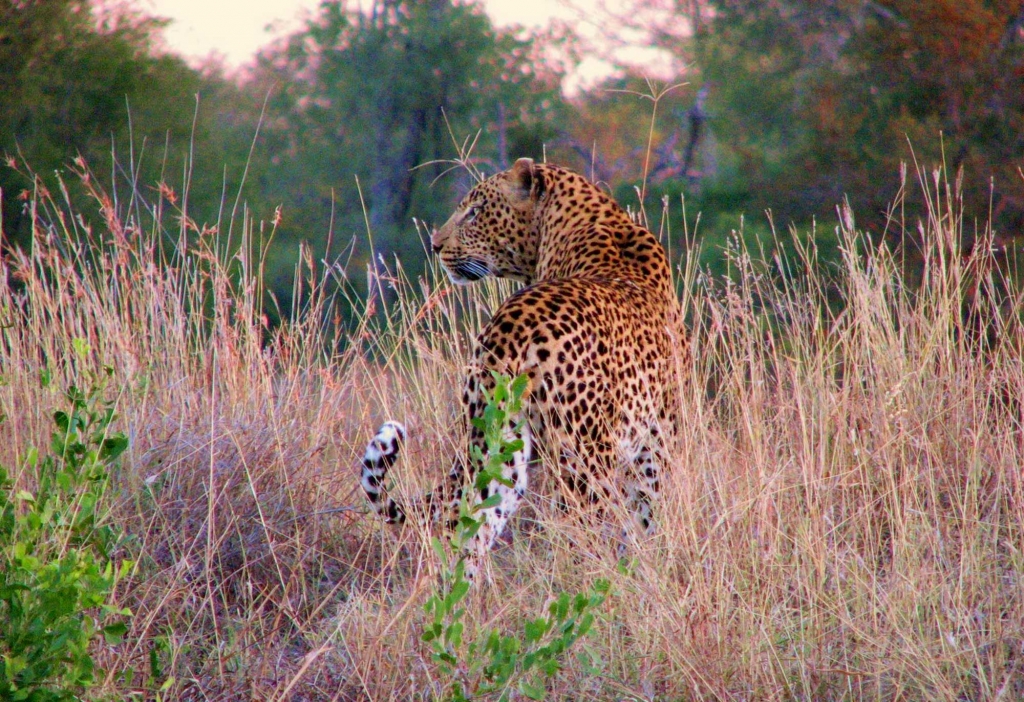 Umkumbe-Safari-Lodge-game-viewing1