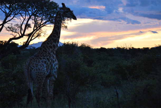 Giraffe sighting on safari