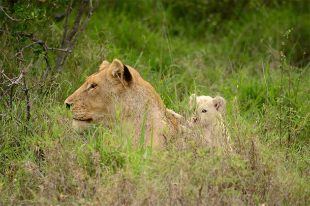 White Lion Cub Spotted in the Klaserie