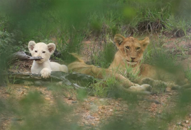 White Lion Cub Belonging to the Ross Pride