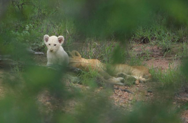 White Lion Cub - Sarah Davis