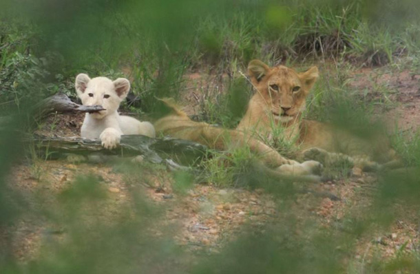 Xihangu the white lion cub