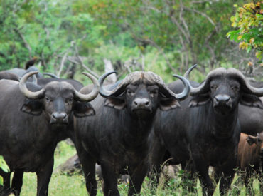 This is Mike and Fiona’s final blog from their time at the Klaserie camps in the Kruger. They got to say goodbye to the Ross Pride of lions and had an eventful last few days at camp. Here is the last blog entry from Mike and Fiona: The last few days were great. Although the [&hellip;]