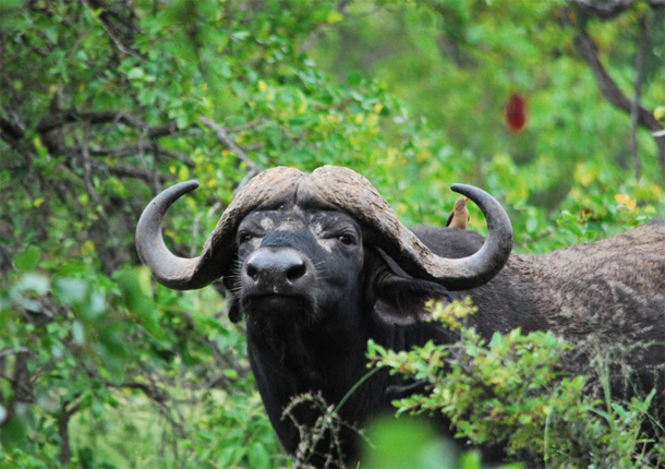 Cape Buffalo spotted on safari