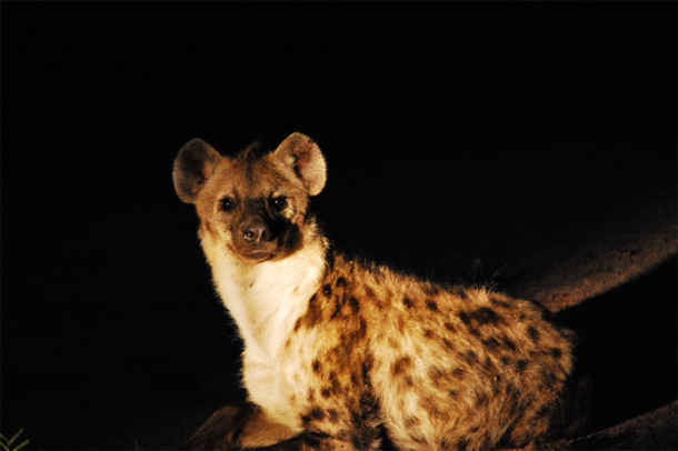 A hyena in the Klaserie 