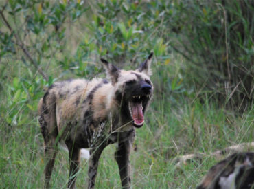 Mike and Fiona Clark spent their fourth day at camp observing the Good and the Bad; the famous boys from the Ross Pride. Here is their update from their fourth day in the Klaserie. All was quiet around the lodge so the guys decided to drive to the North of Klaserie to see what was [&hellip;]