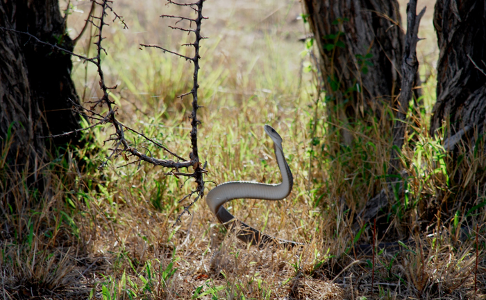 Black mamba - deadly snake