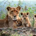 Lions cubs the River Pride