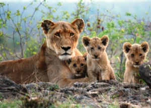 Lions cubs the River Pride
