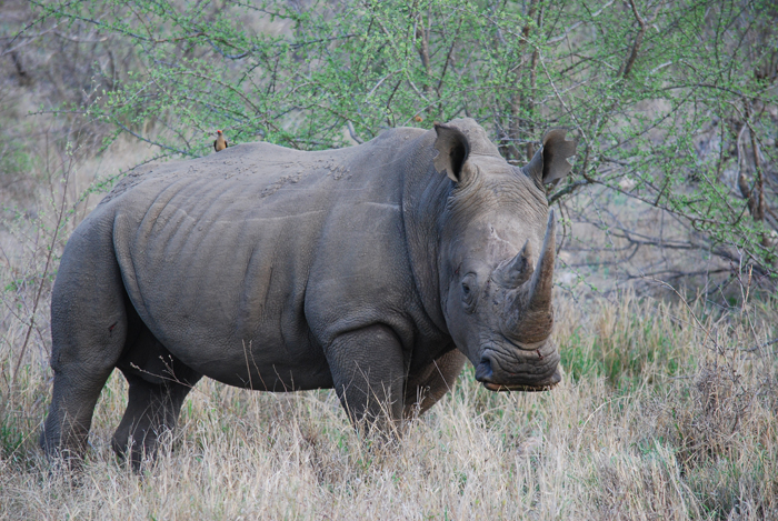 Rhino spotted at nDzuti