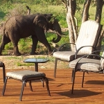 Elephants walking through camp