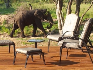 Elephants walking through camp