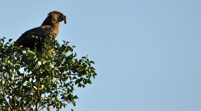 Brown Snake-Eagle with a Snake