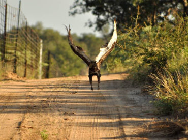 Kevin MacLaughlin, a ranger at nThambo Tree Camp, took these remarkable photos of a Brown Snake-Eagle. Capturing birds on camera is always tricky – luckily Kevin was in the right place at the right time. The Brown Snake-Eagle, as its name suggests, eats mainly snakes. It starts off by crushing the head to discharge any […]