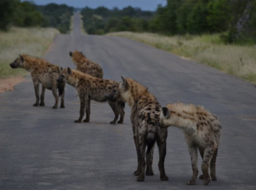 Have you ever heard a hyena laughing? If not, then you need to watch this video. I have played this clip over and over; and I giggle every time.  I have never heard hyena cackle like this while attempting to steal prey.  At night you will hear hyenas making that familiar whooping sound; but to […]