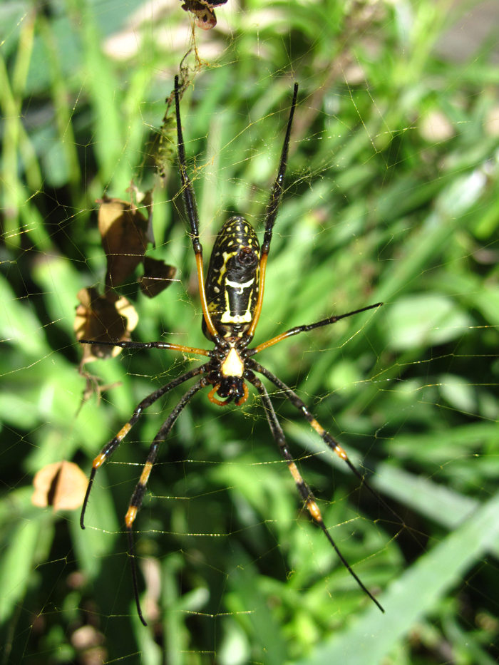 Golden-orb spider at nDzuti